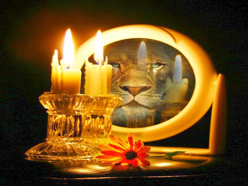 Lion in Mirror