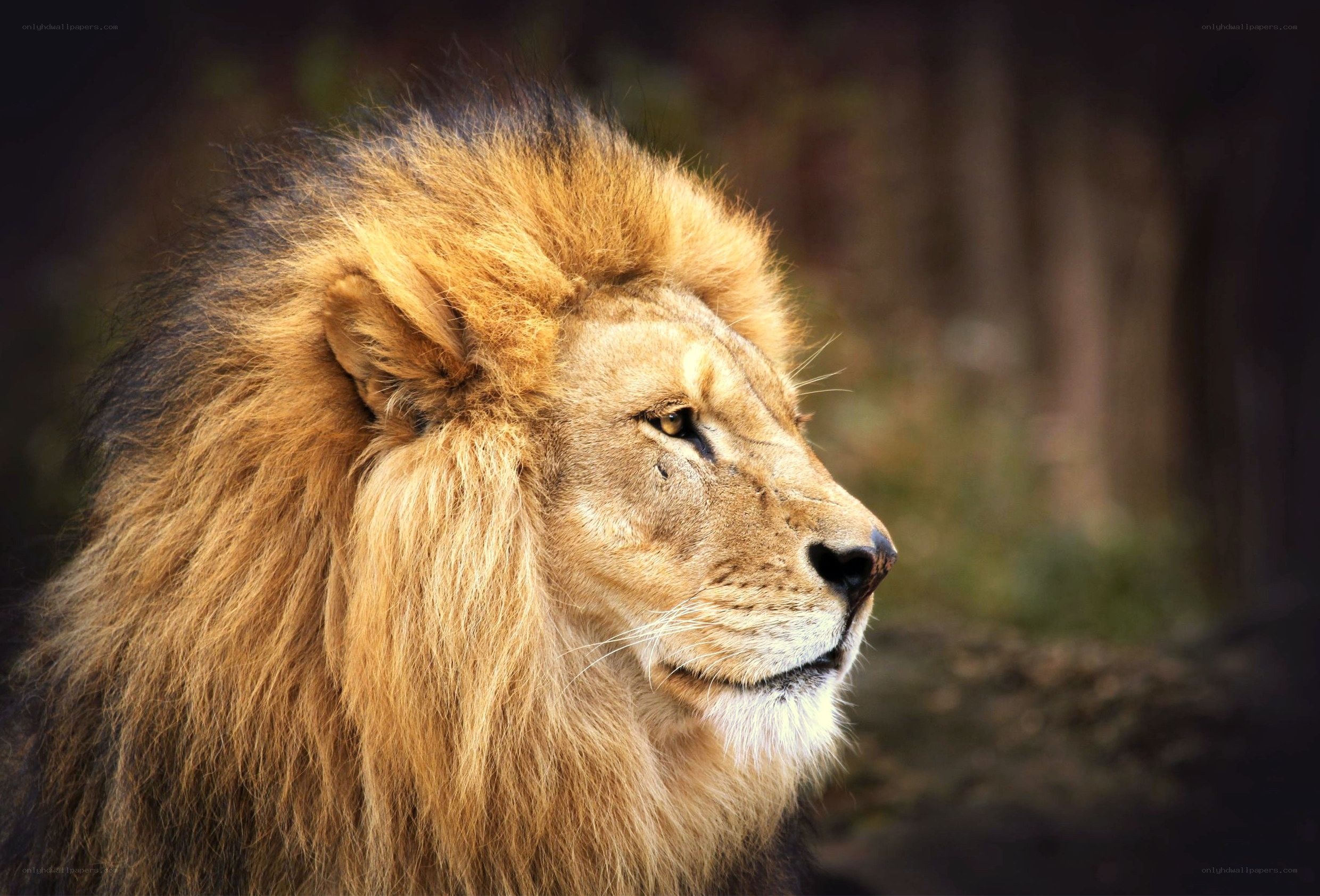 Lion in profile