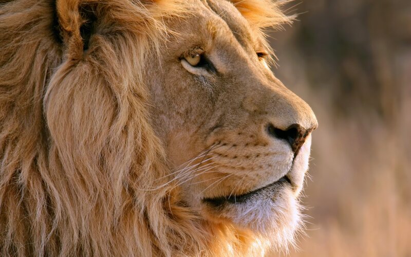 Lion in profile