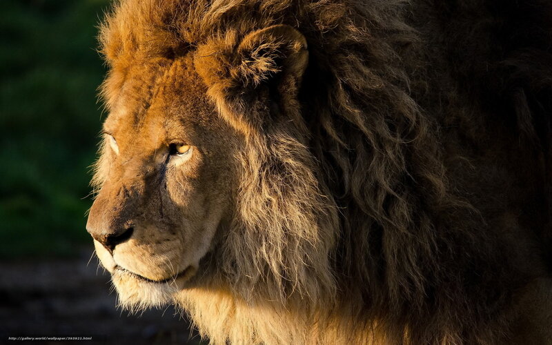 Lion in profile