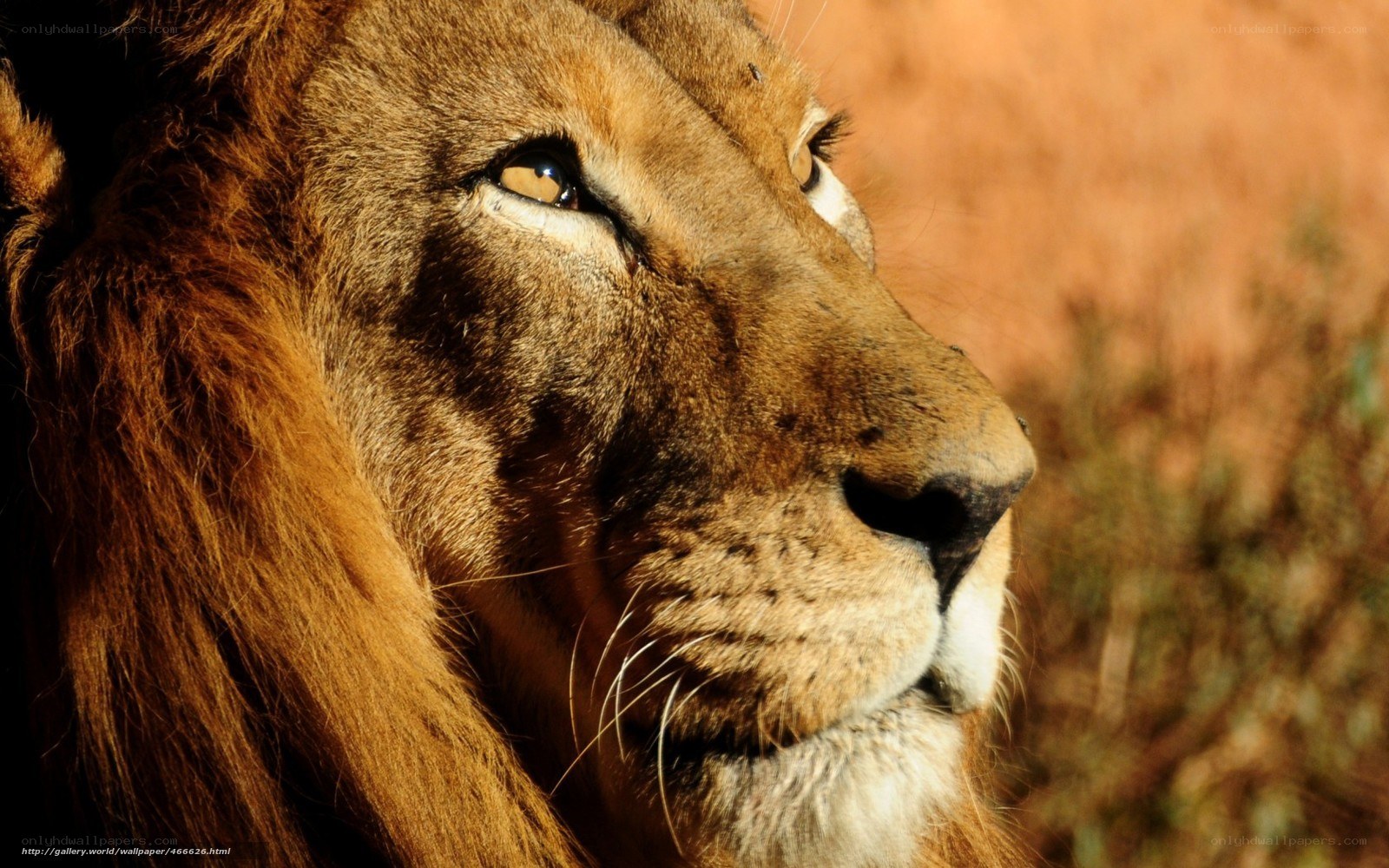 lion in profile