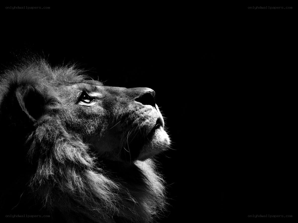 lion in profile