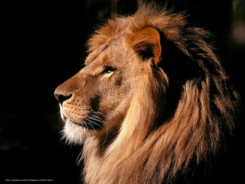 Lion in profile