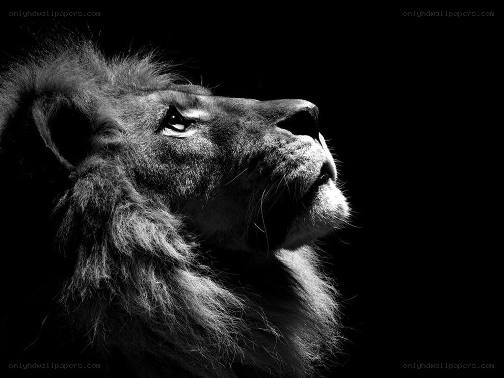 lion in profile