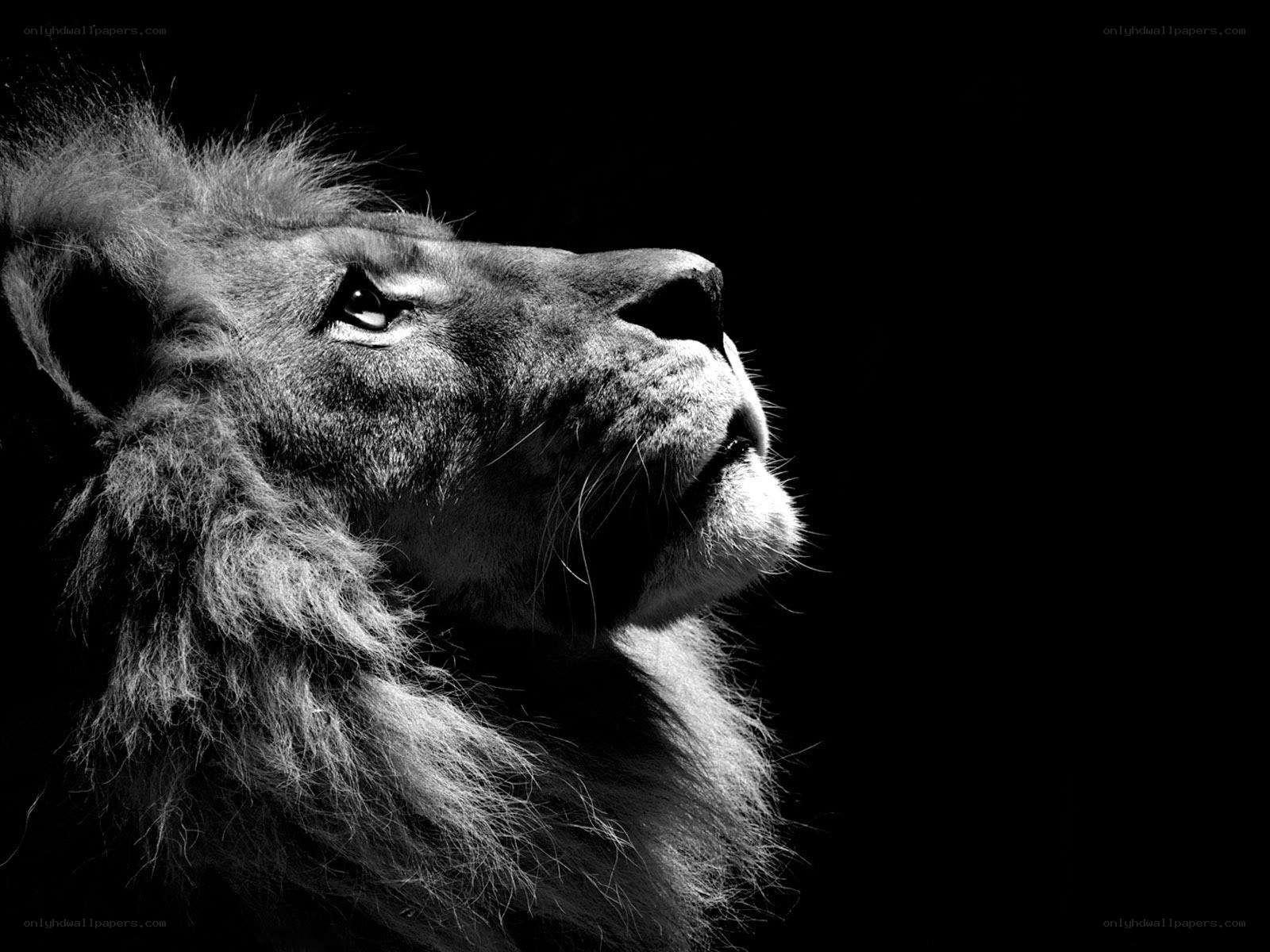 lion in profile