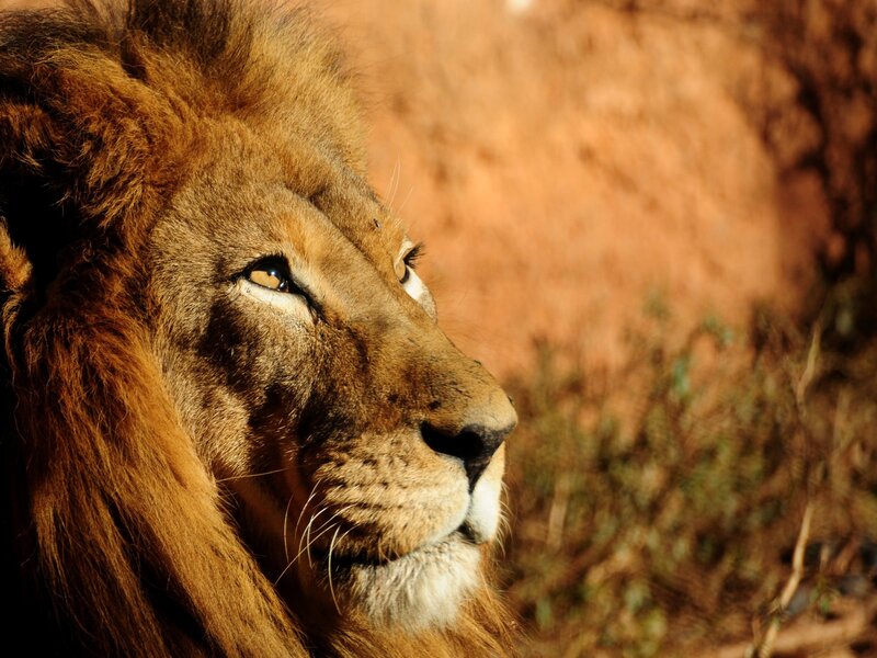 Lion in profile