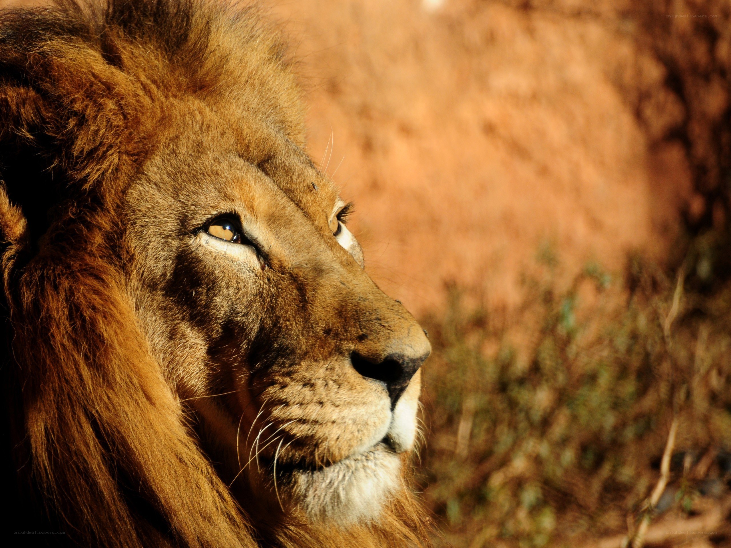 Lion in profile