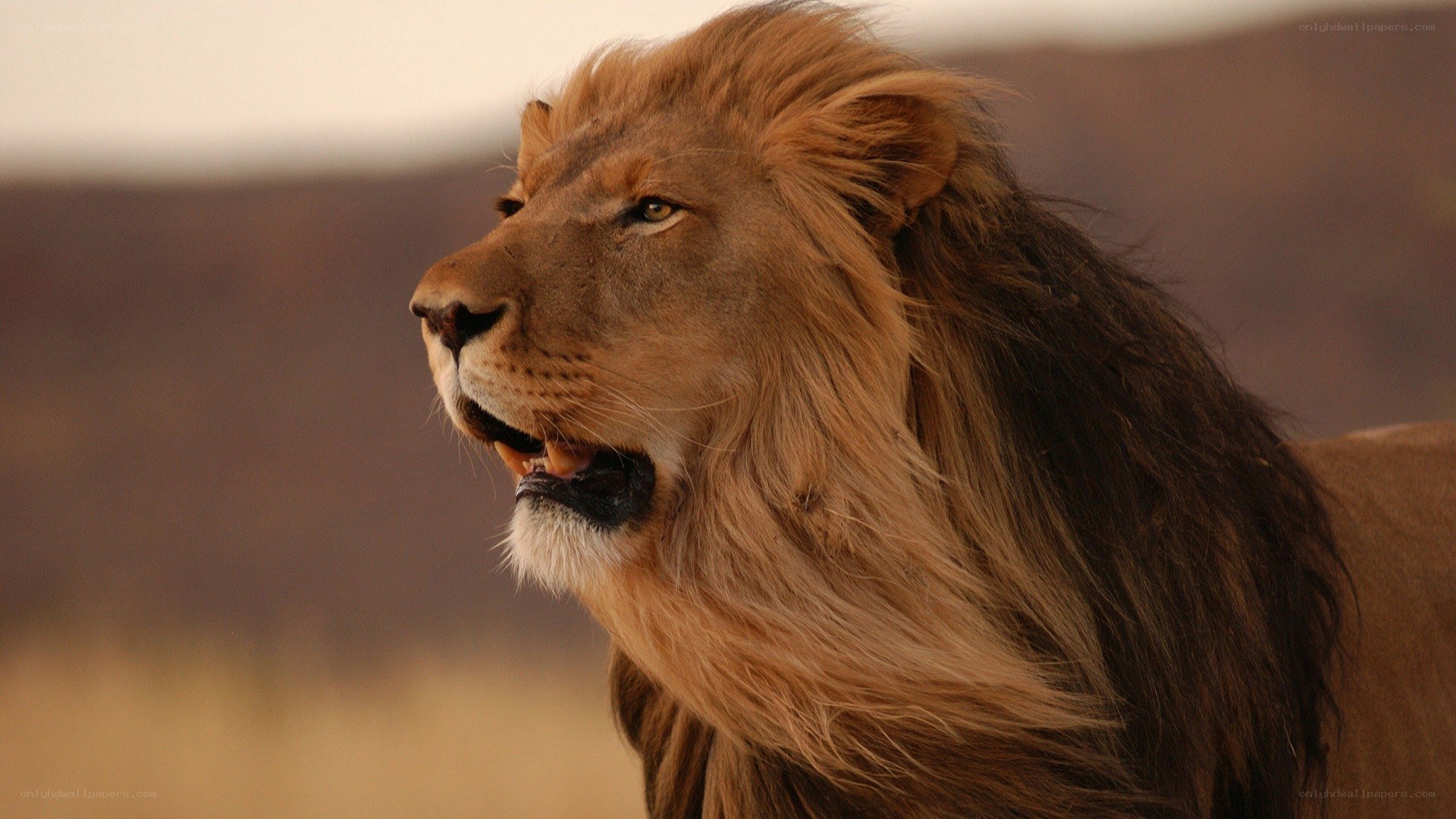lion in profile