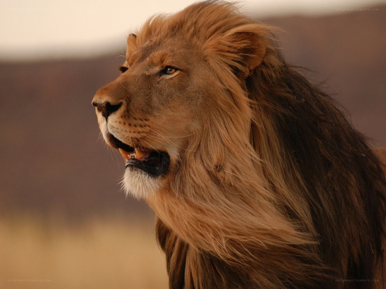 Lion in profile