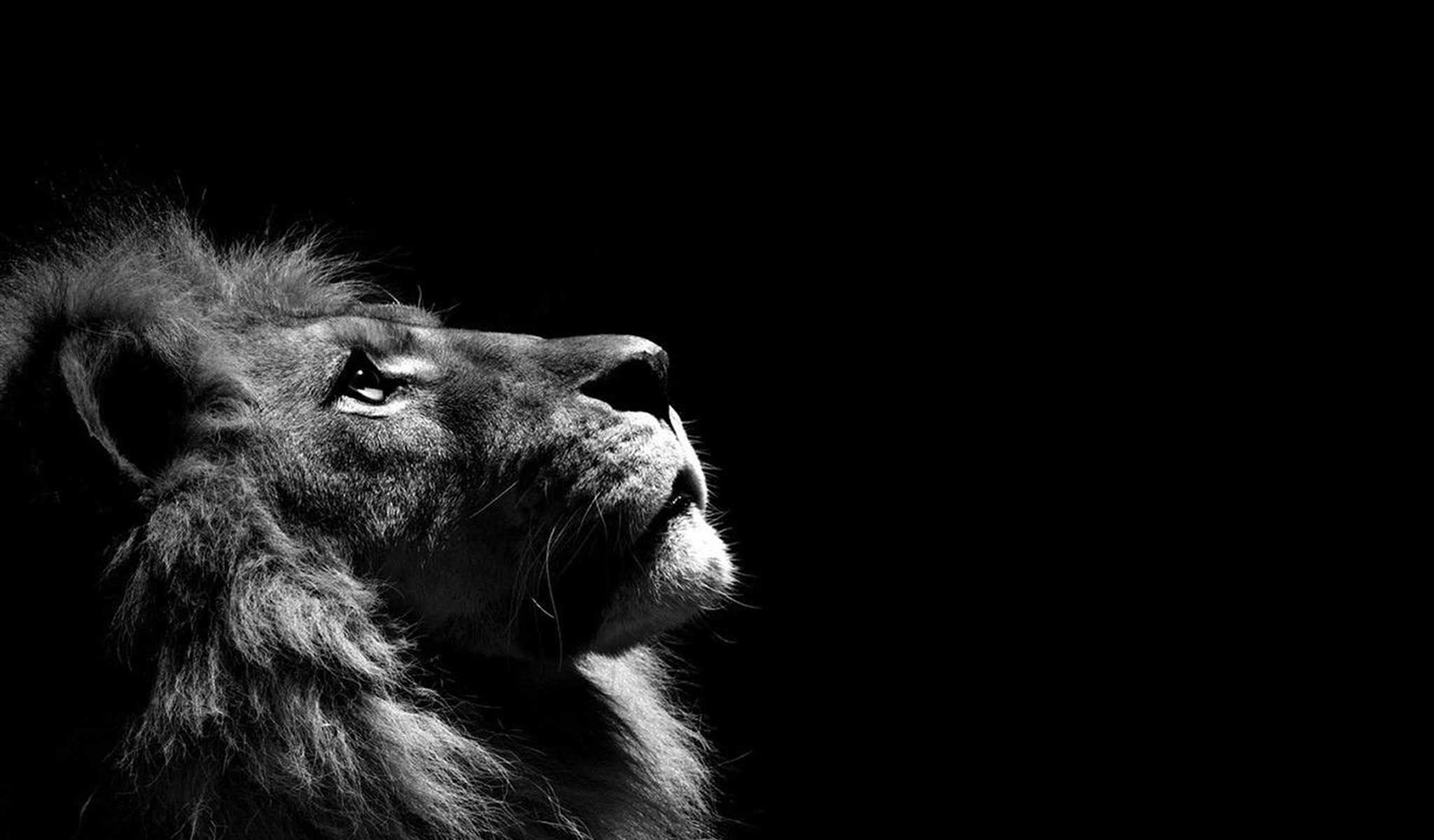 lion in profile