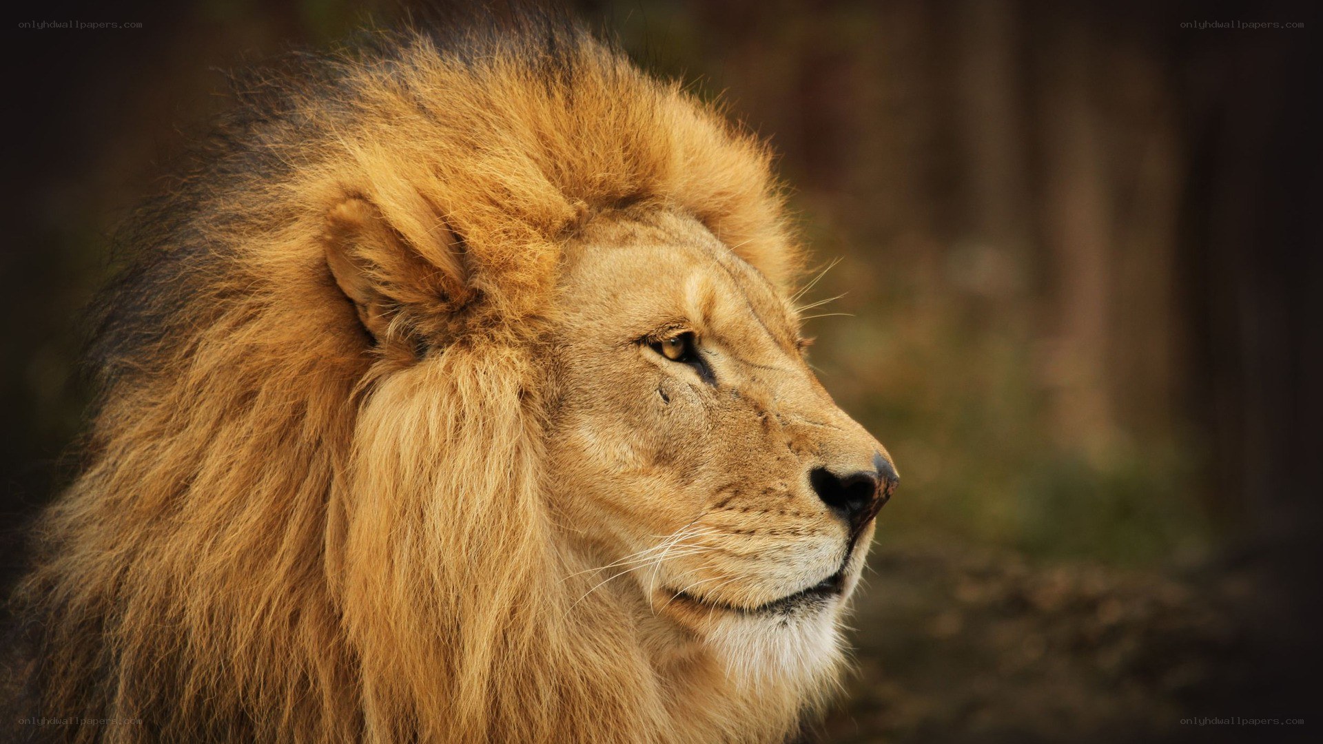 Lion in profile