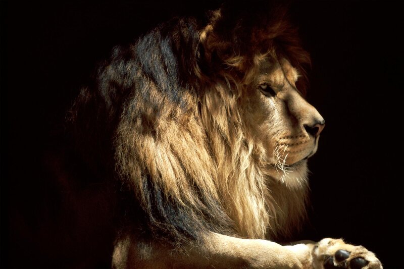 lion in profile