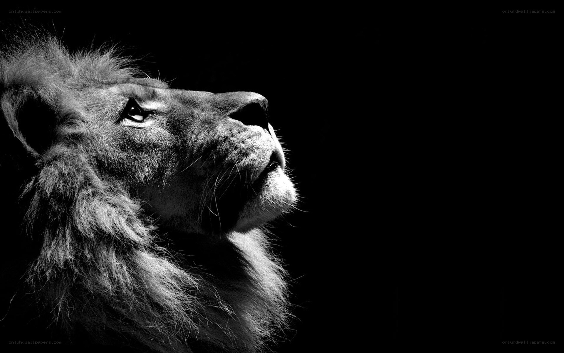 lion in profile
