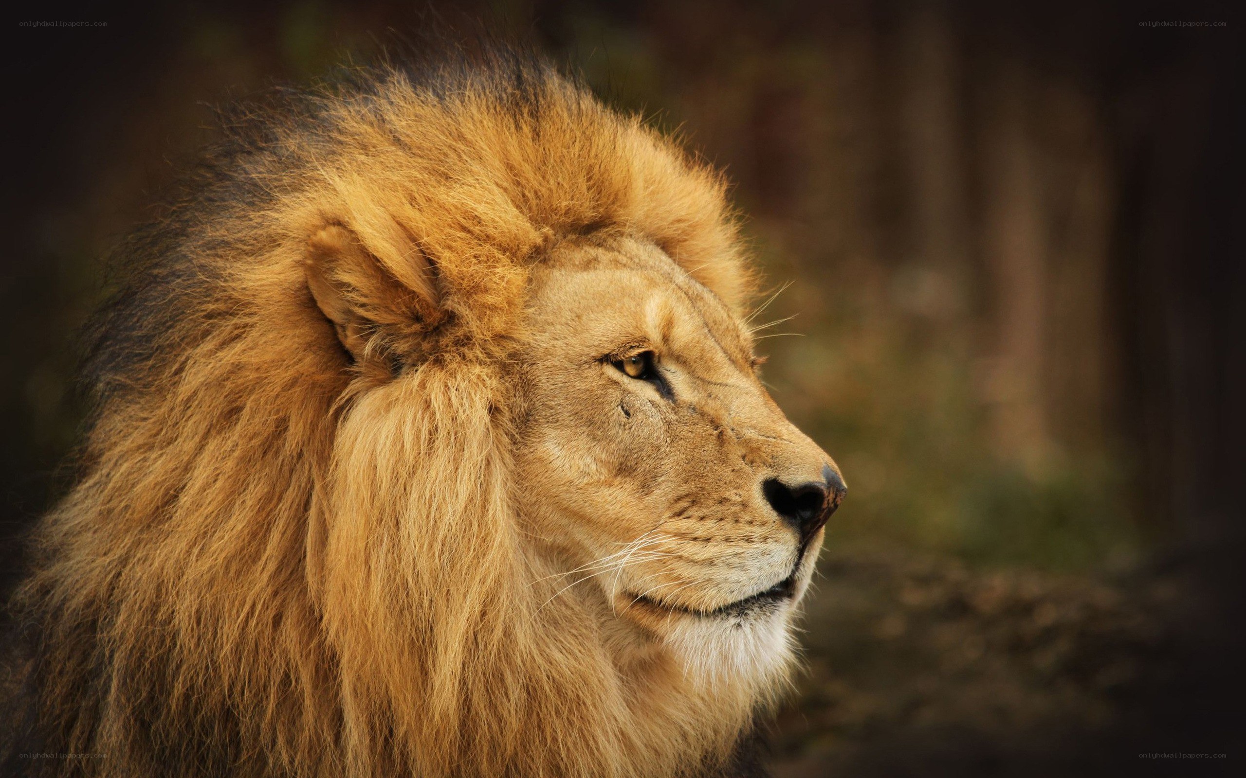 Lion in profile