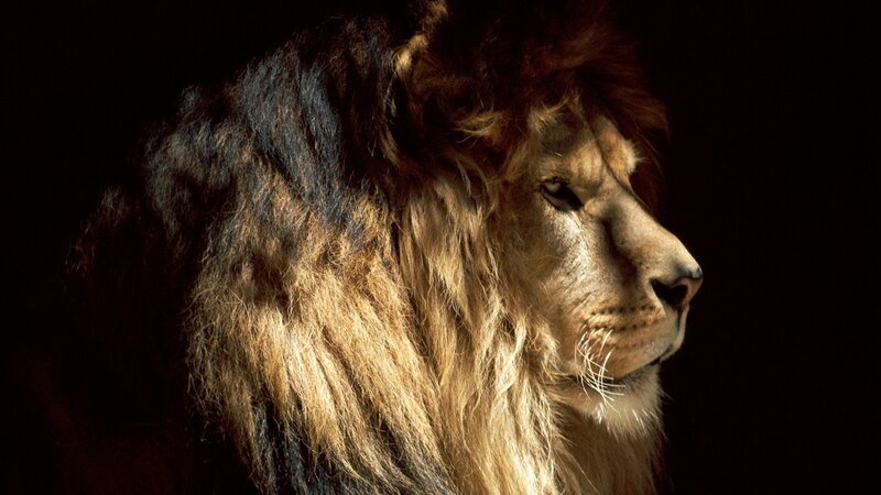 lion in profile