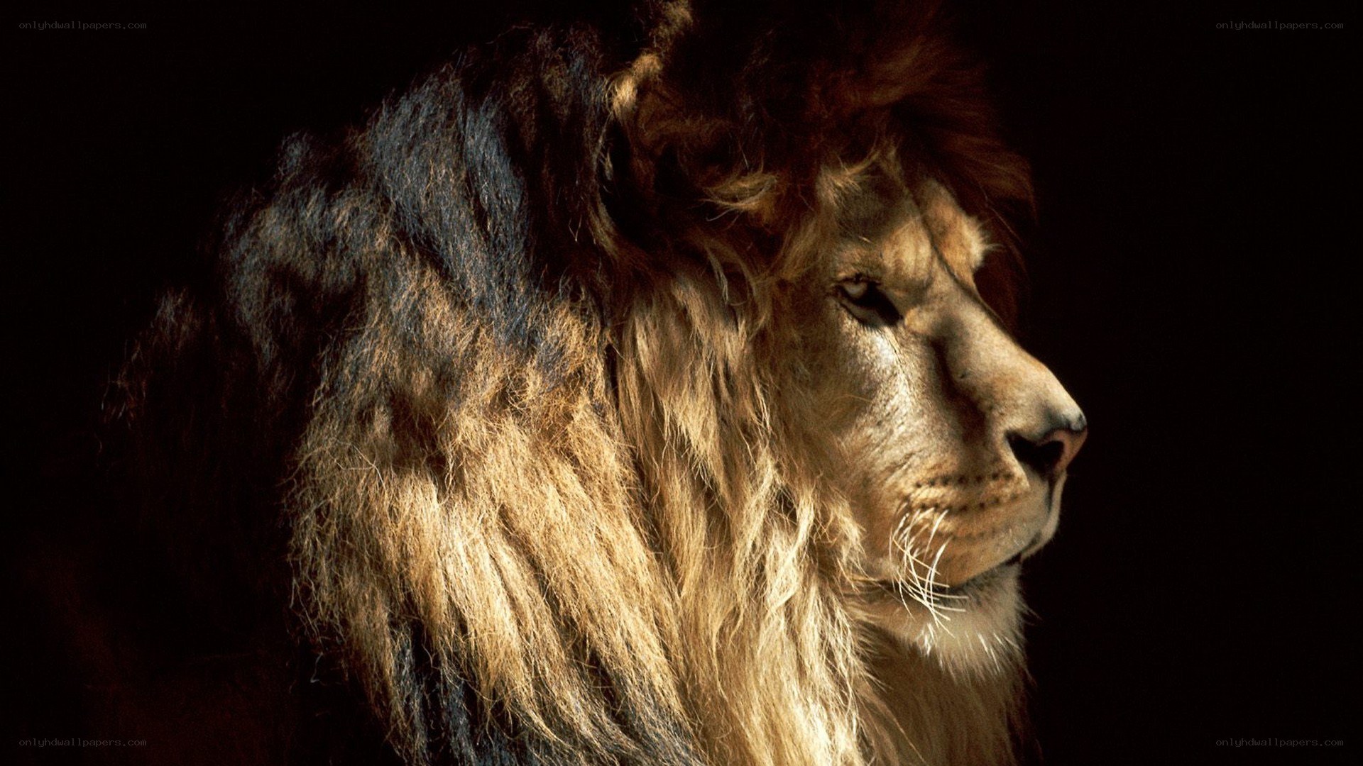 lion in profile