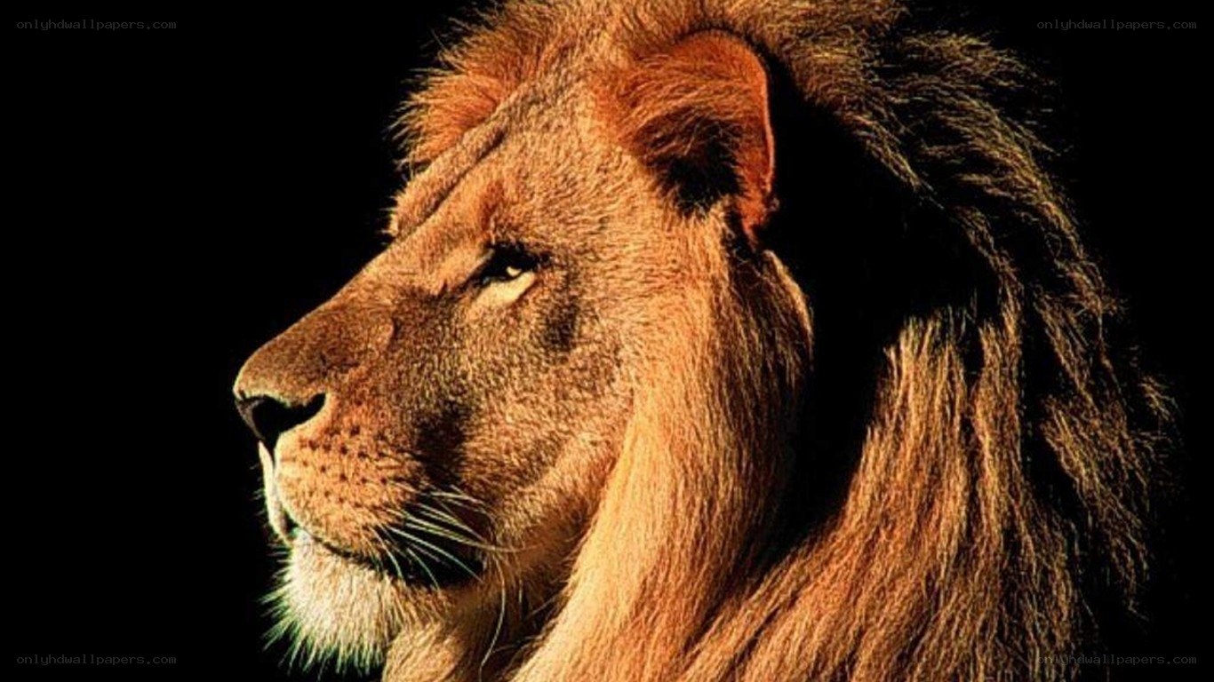 Lion in profile