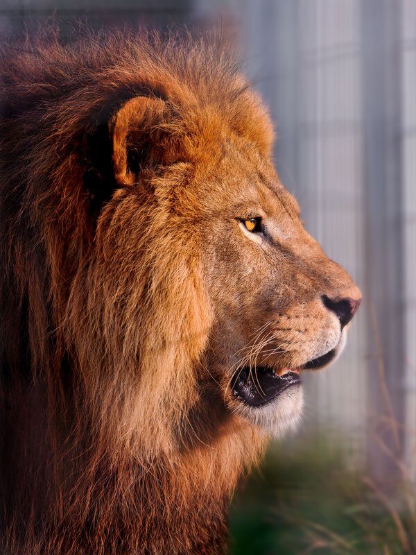 Lion in profile