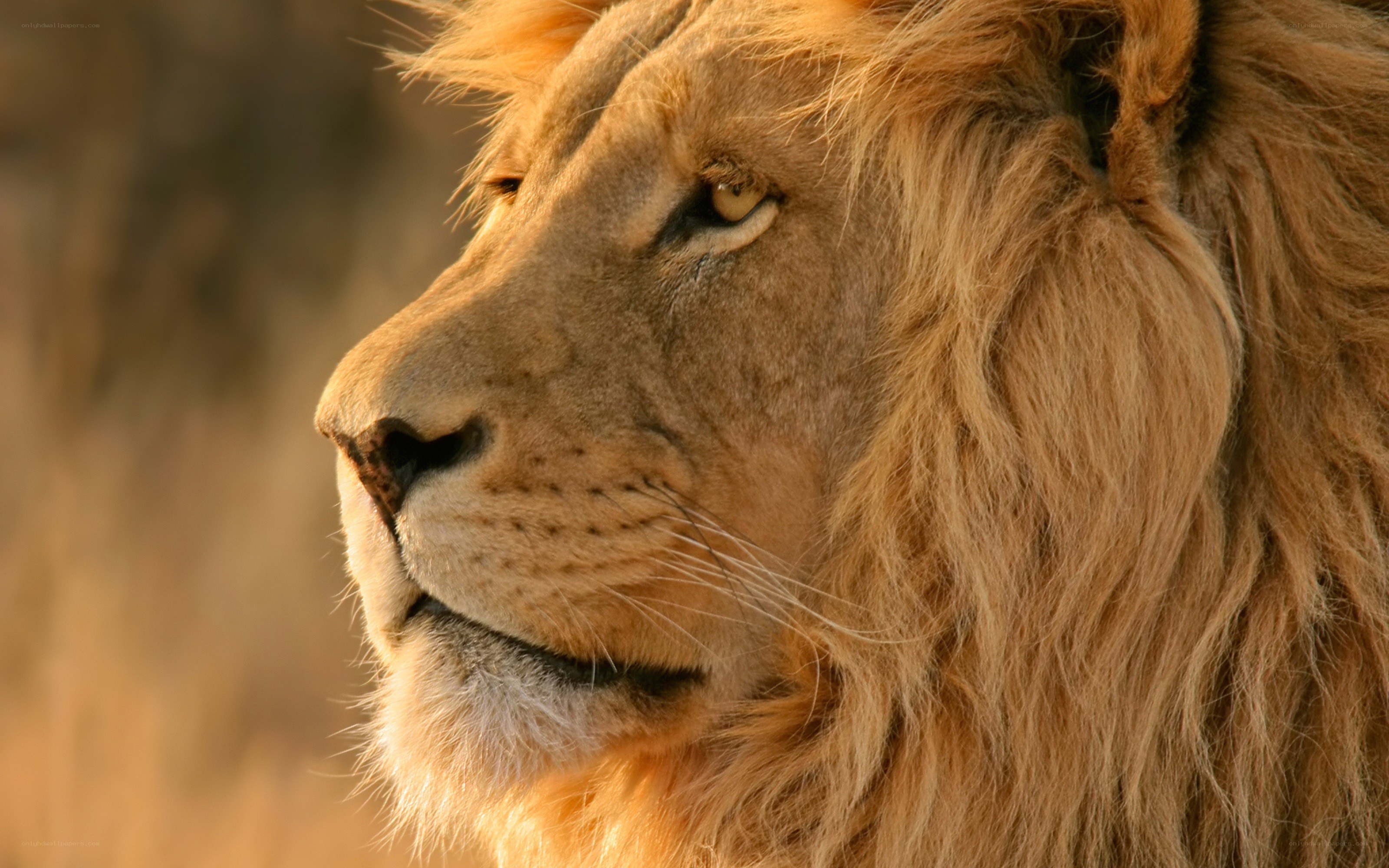 Lion in profile