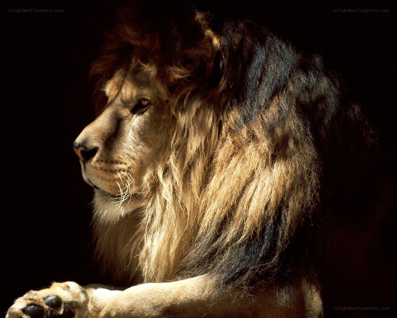Lion in profile