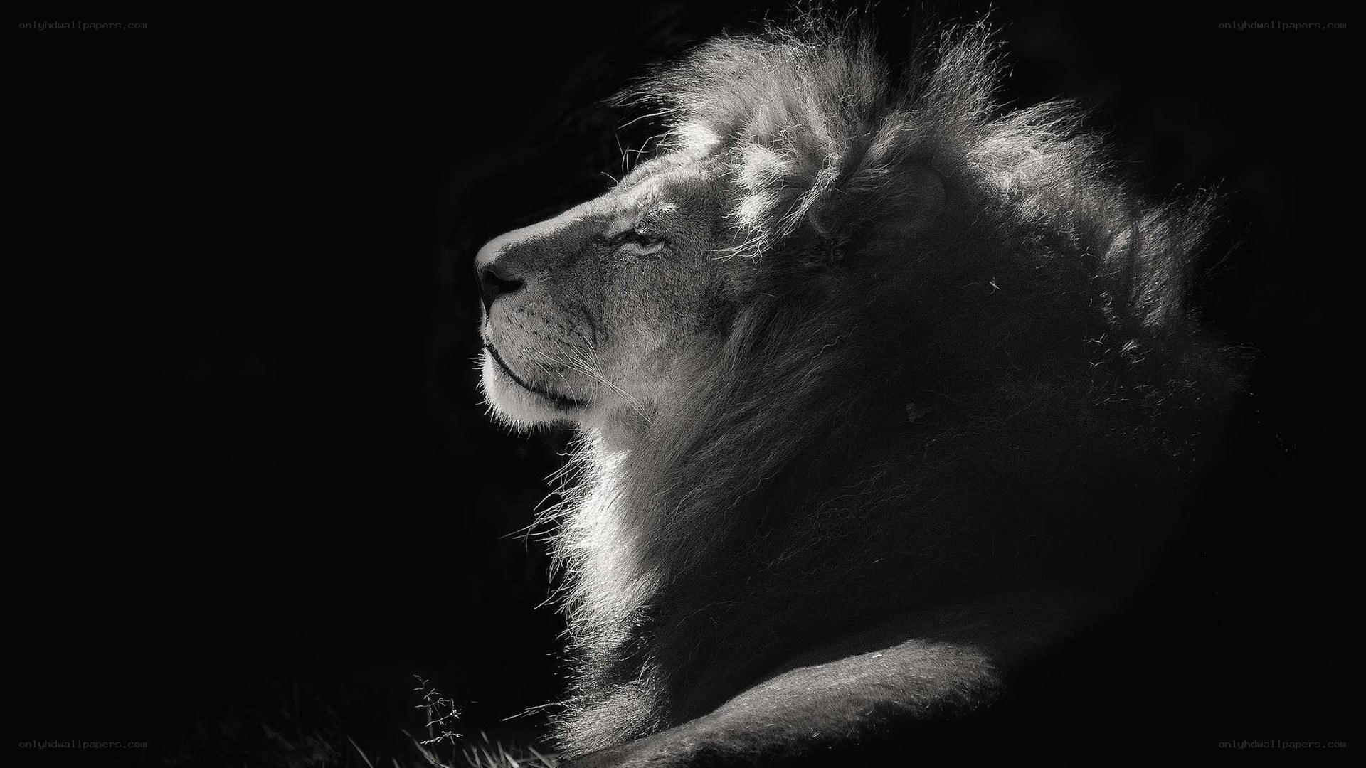 lion in profile