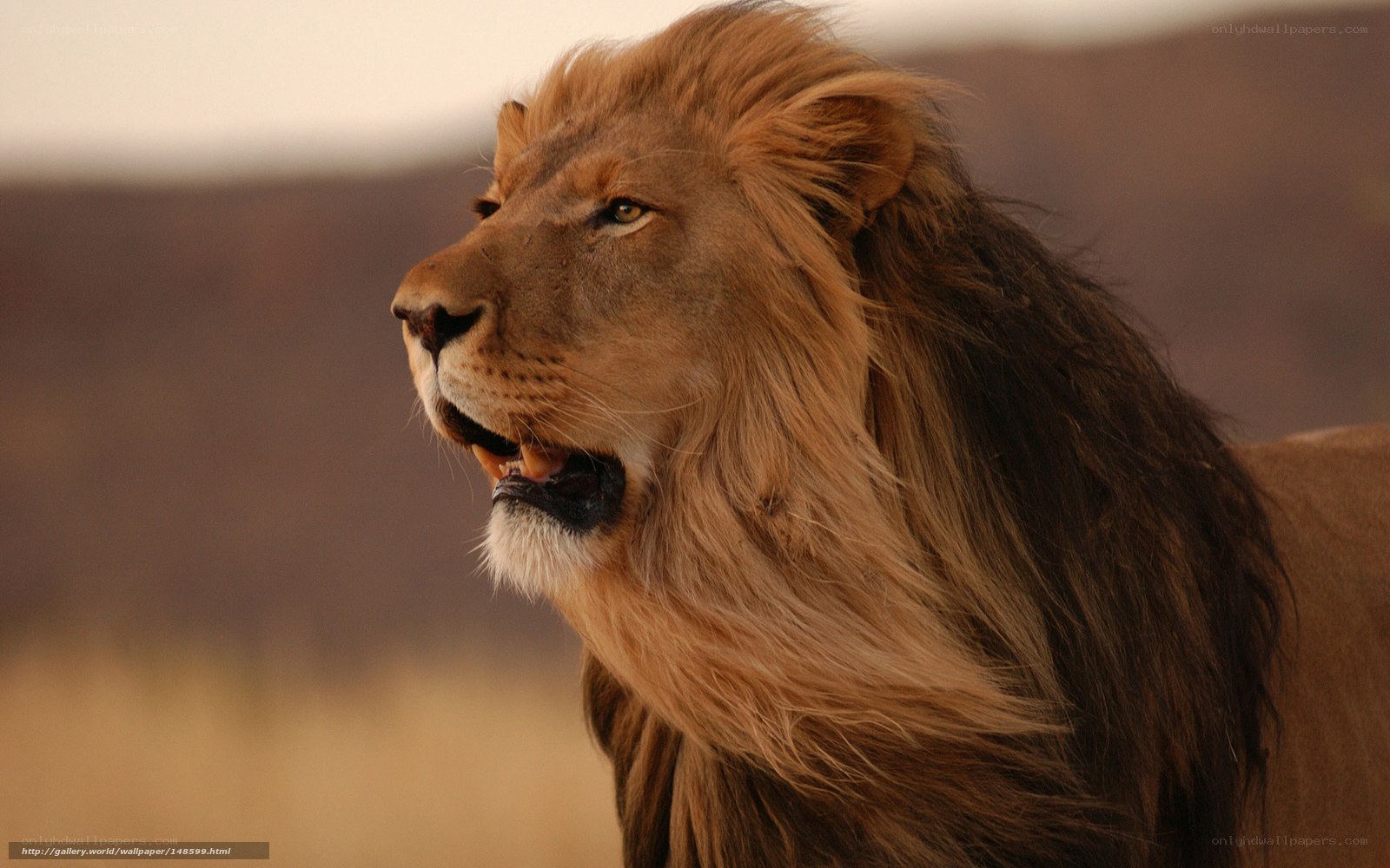 Lion in profile
