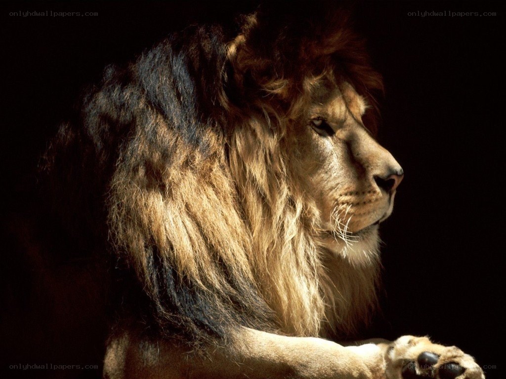 lion in profile