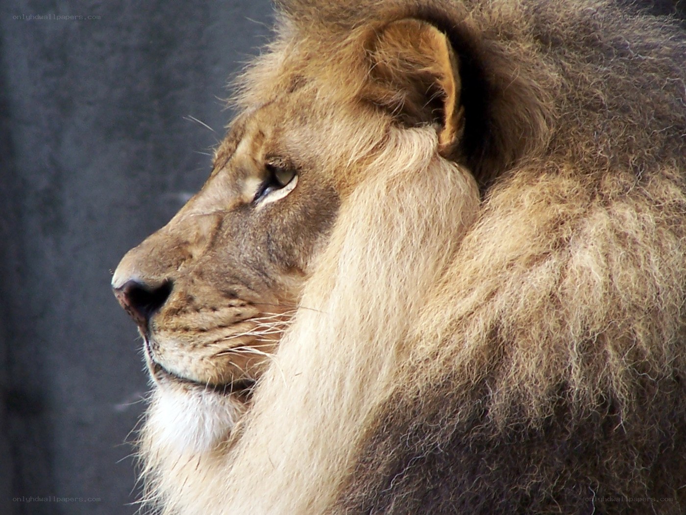 Lion in profile