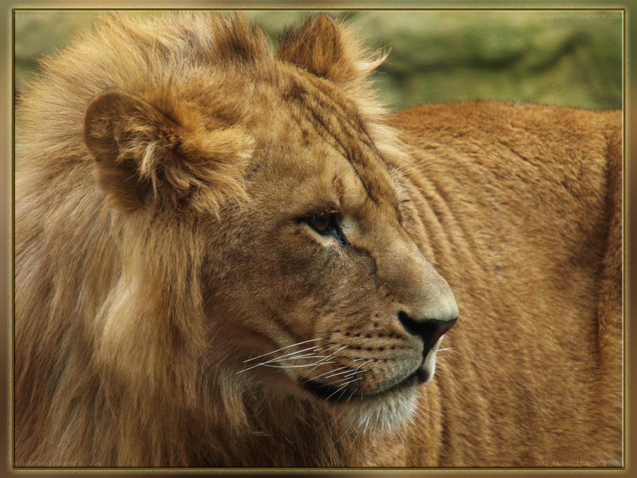 Lion in profile
