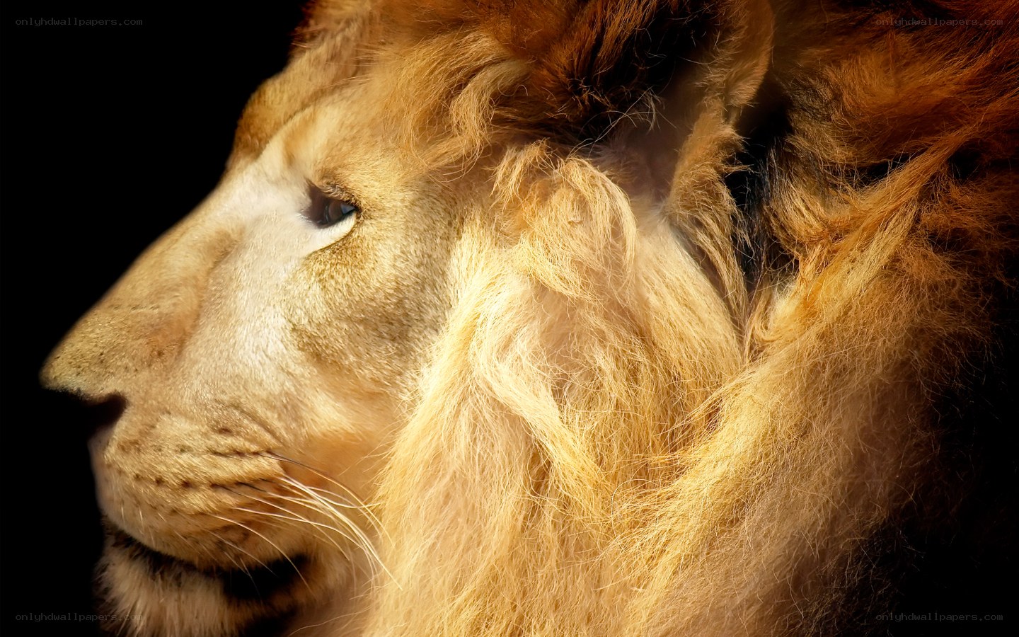 Lion in profile
