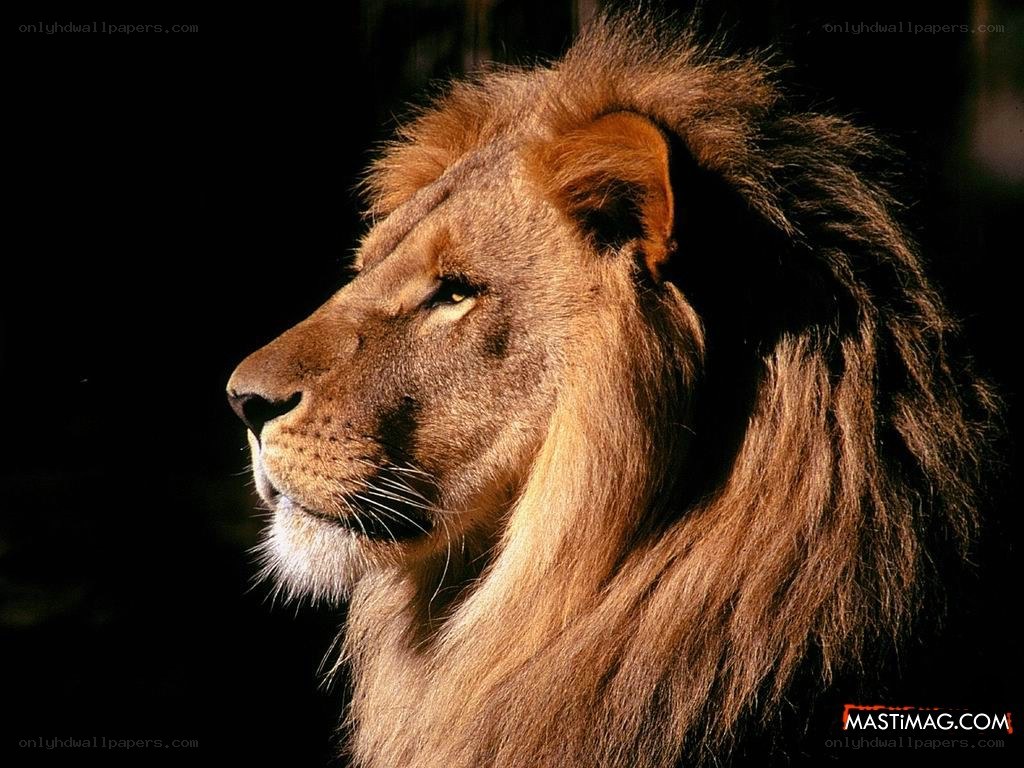 lion in profile