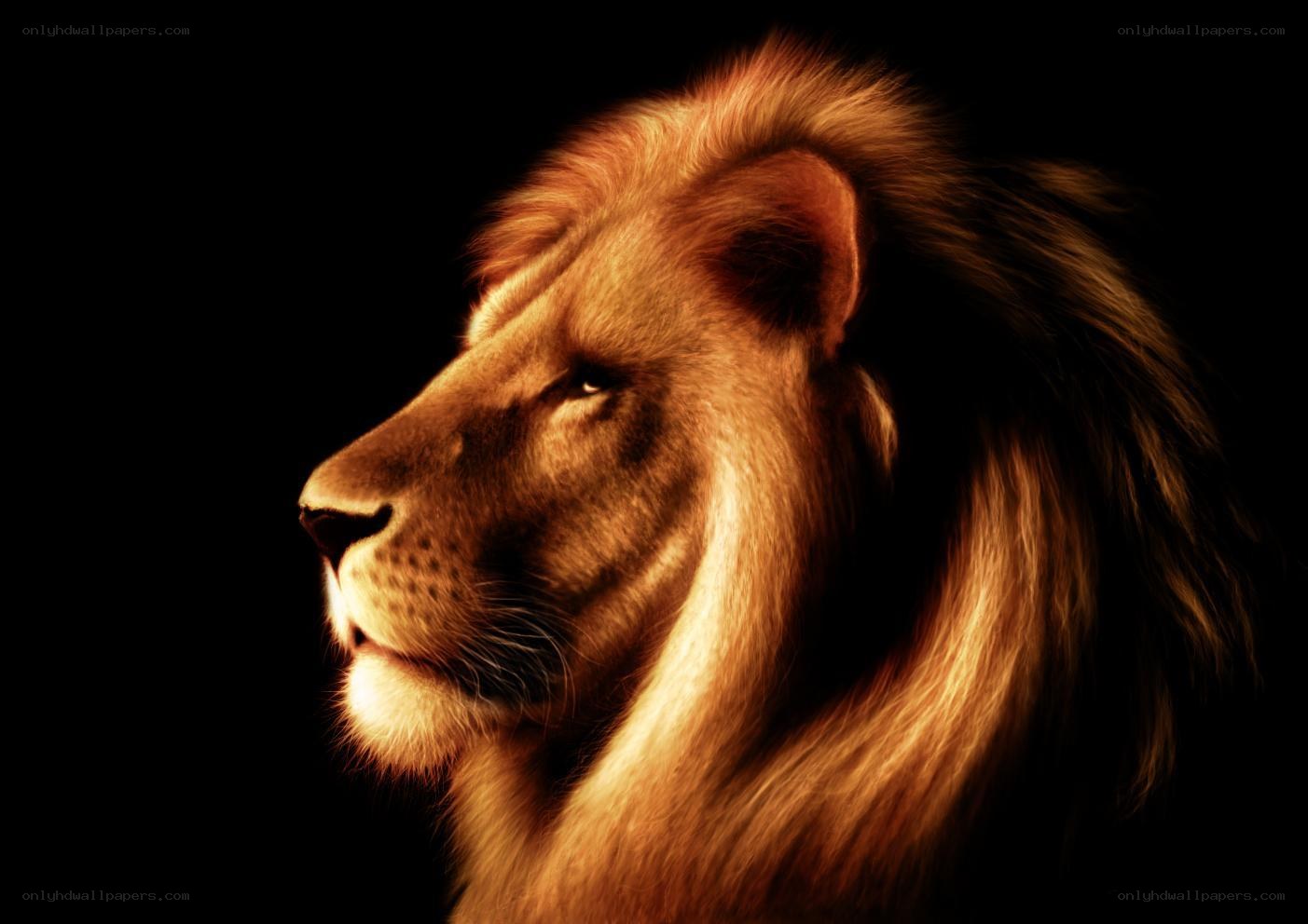 lion in profile