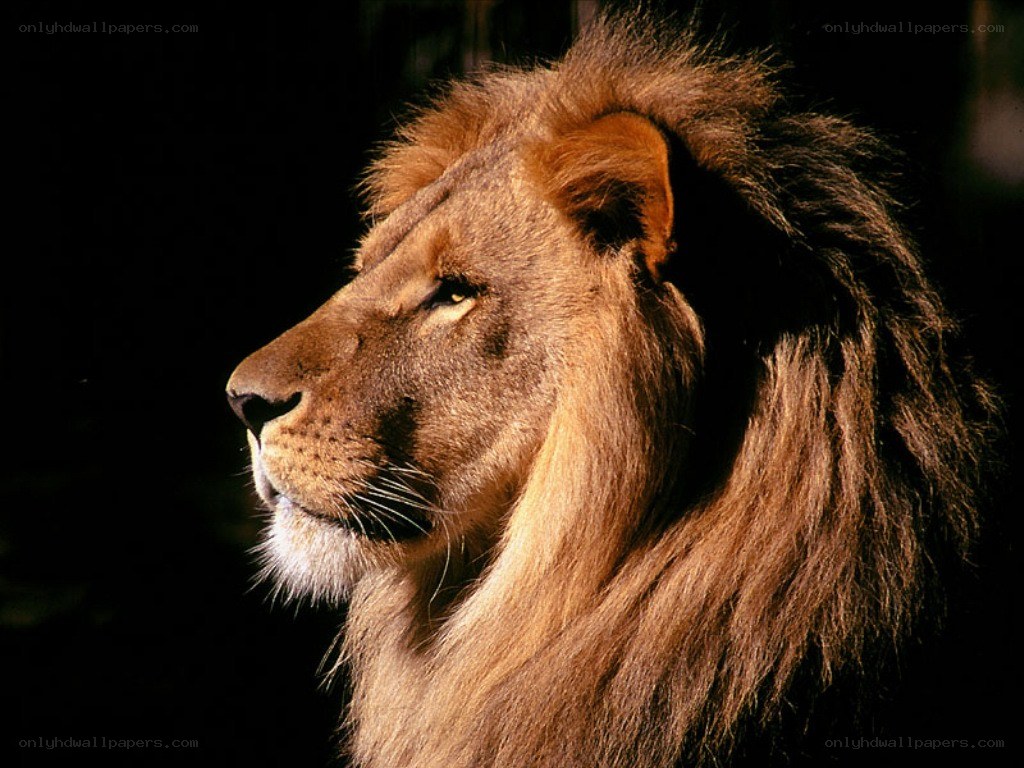 Lion in profile