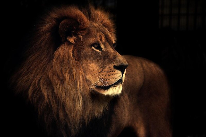 Lion in profile