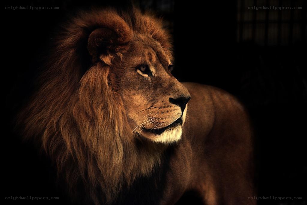 Lion in profile