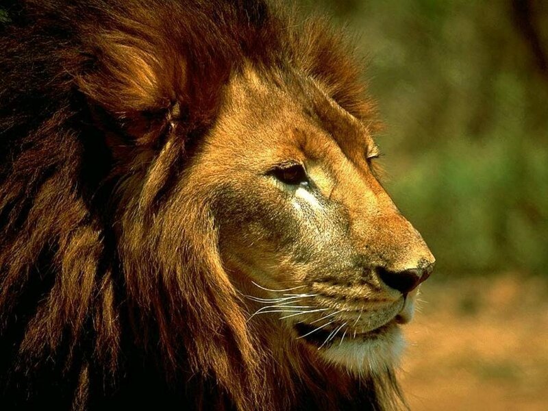 Lion in profile