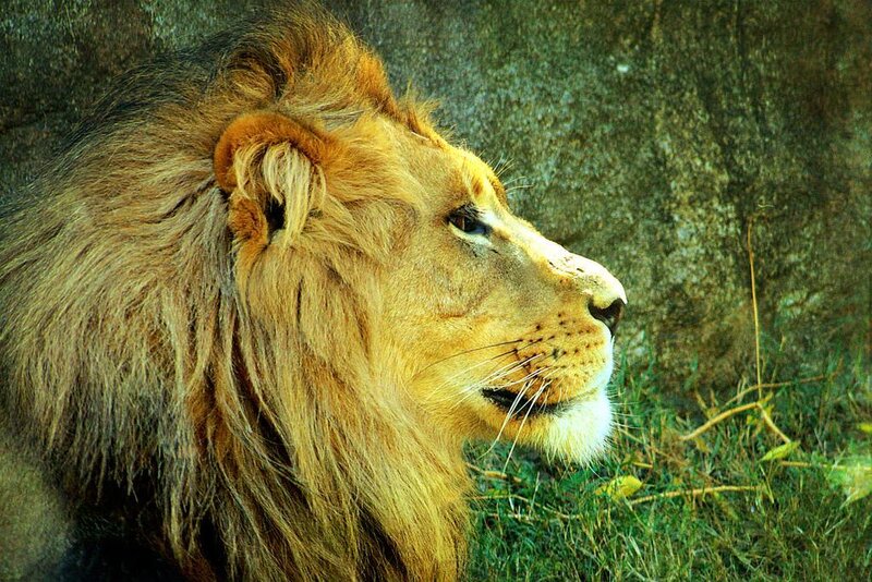 Lion in profile