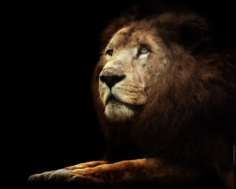 Lion in profile against black