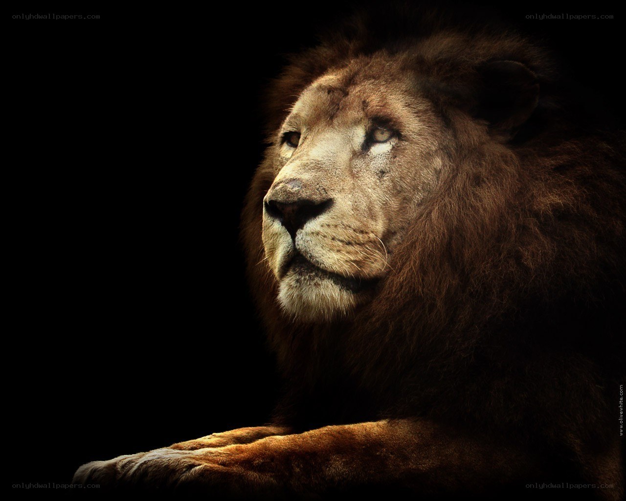 Lion in profile against black