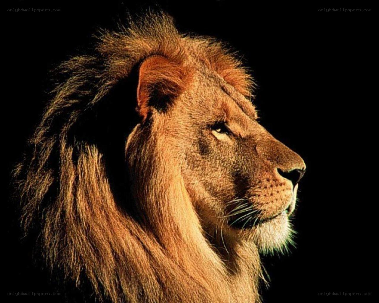 lion in profile against black