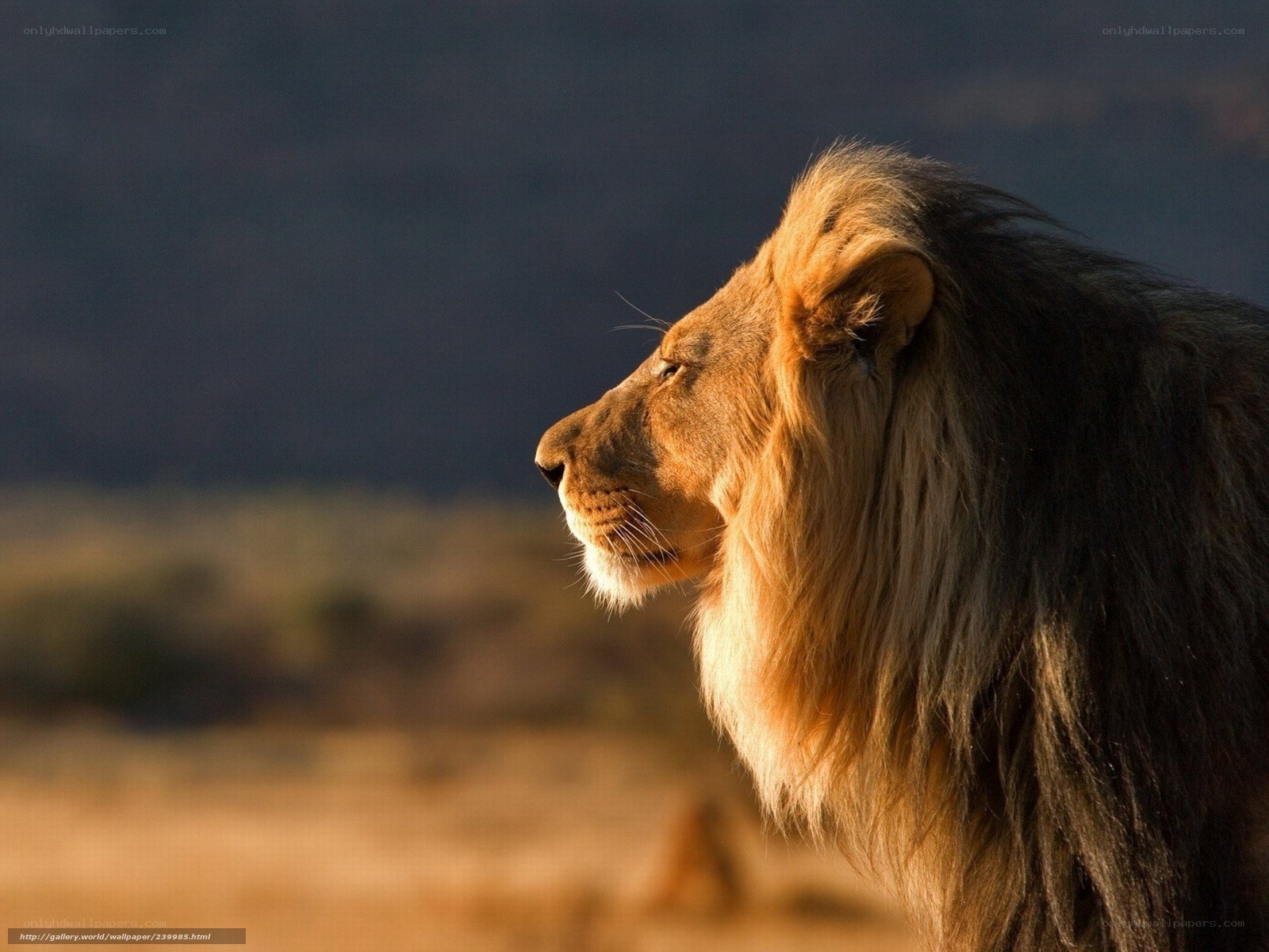lion in profile at sunset
