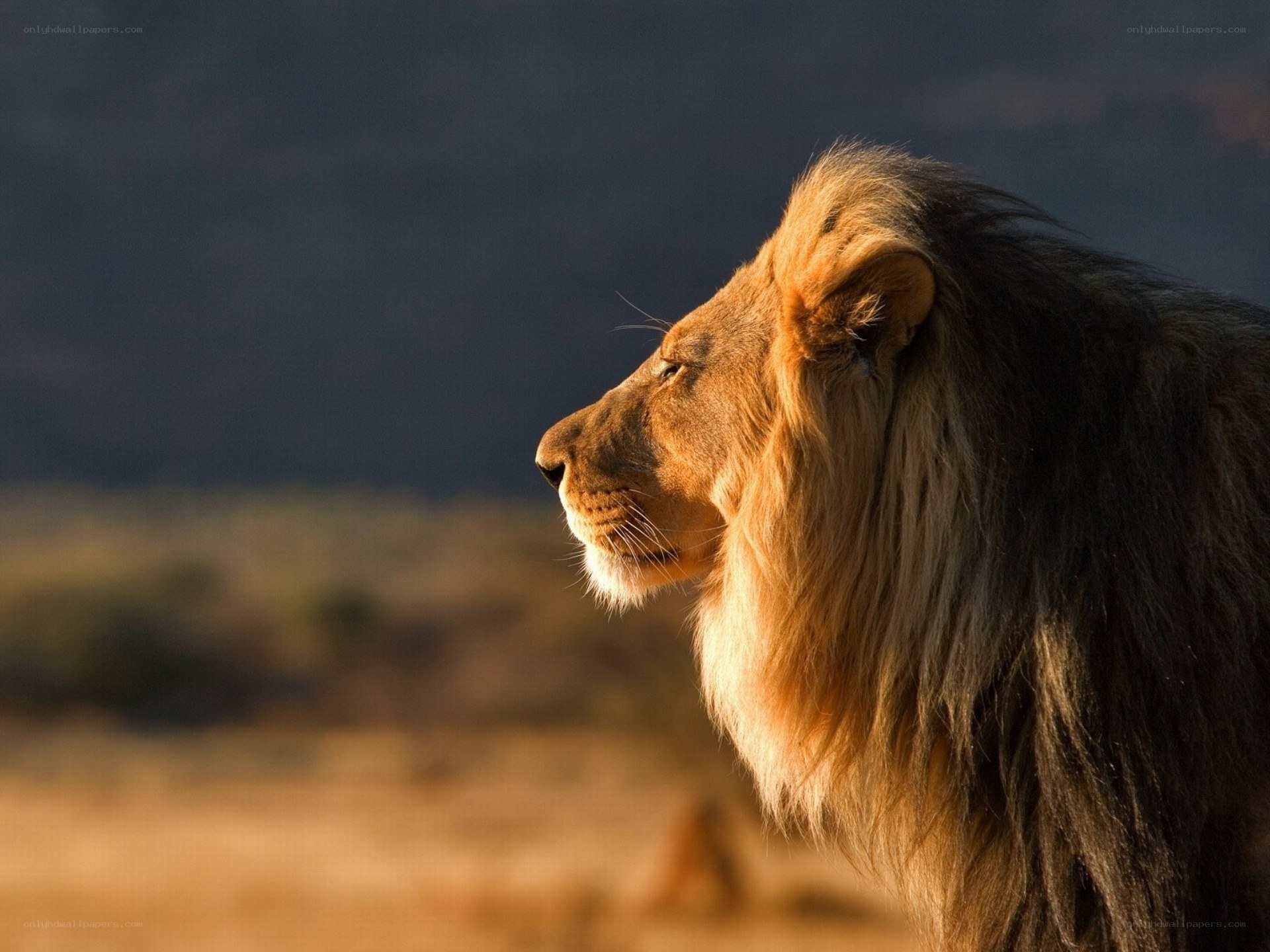 Lion in profile at sunset