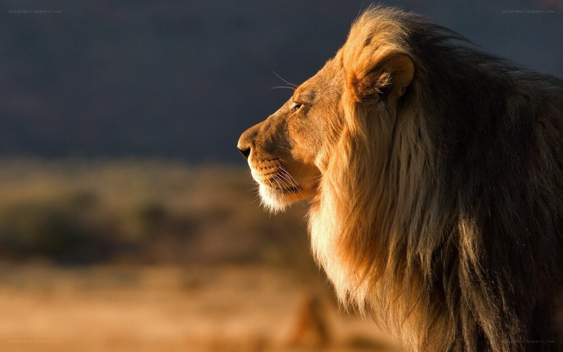 lion in profile at sunset
