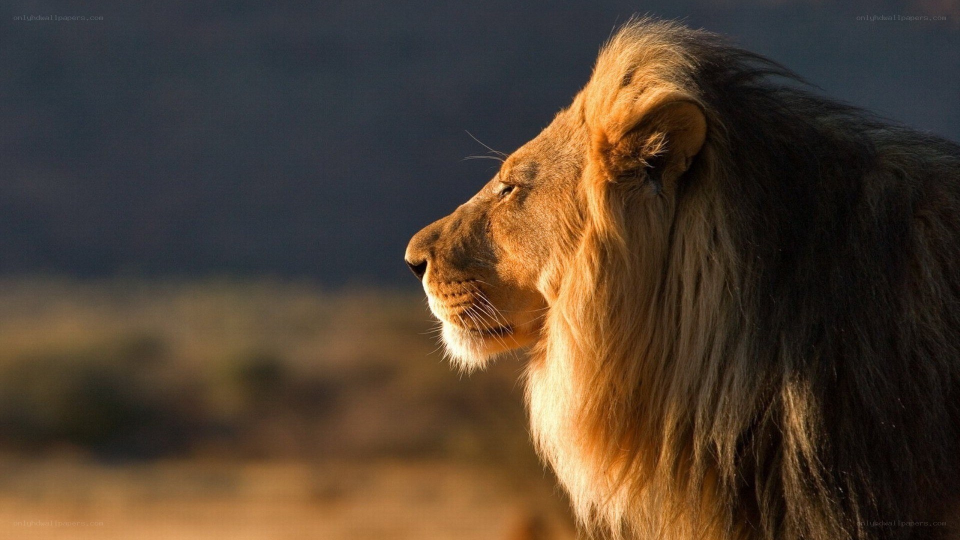 Lion in profile at sunset