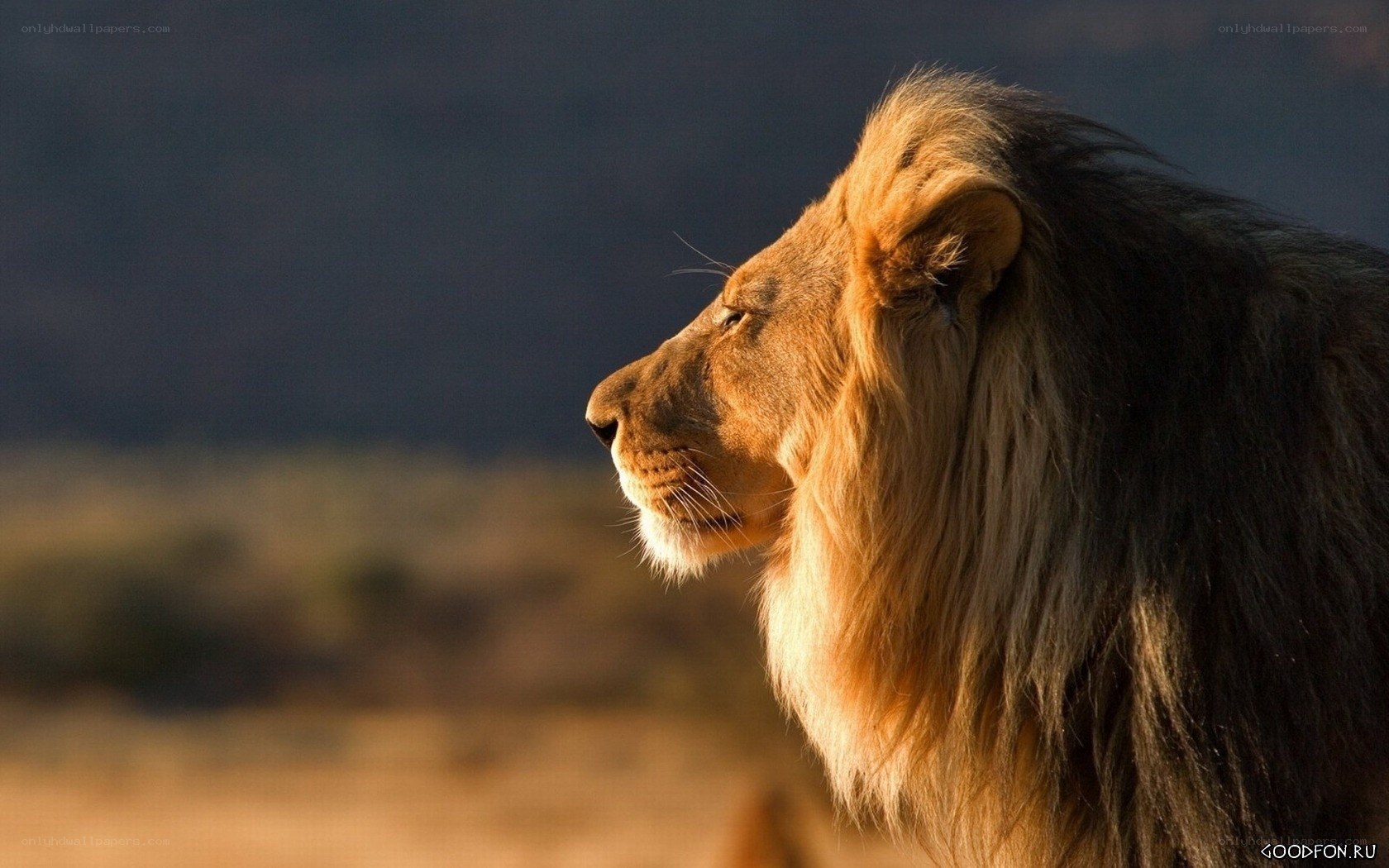 lion in profile at sunset