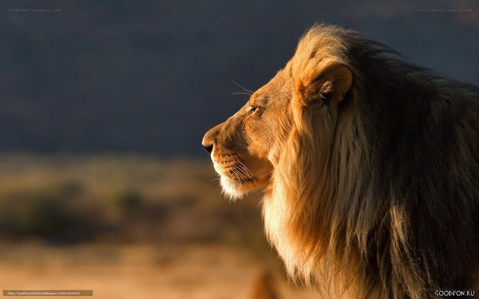 Lion in profile at sunset