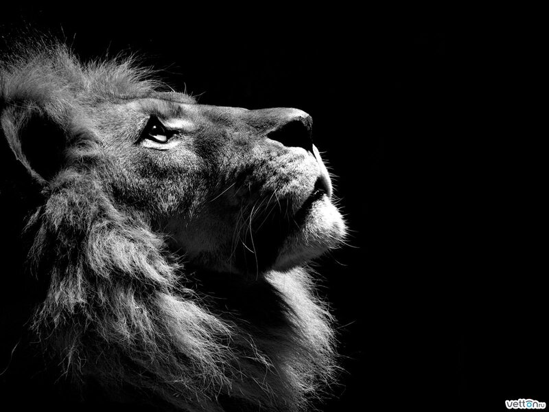 Lion in Profile — Black, Dramatic, Photograph, Black Background