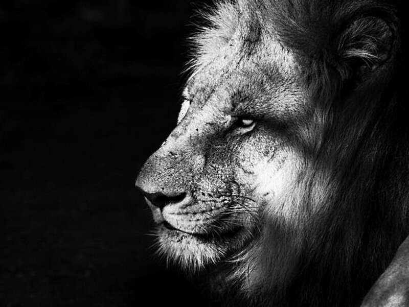 Lion in Profile — Black, Dramatic, Photograph, Dark Background