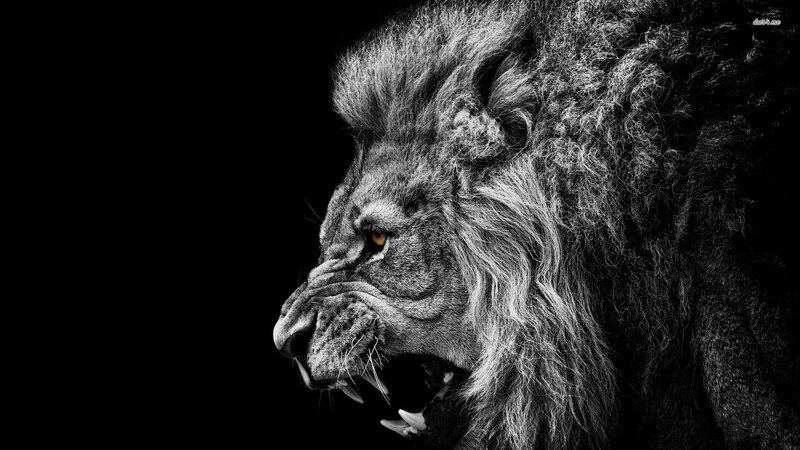 Lion in Profile — Black, Dramatic, Photograph, Eye