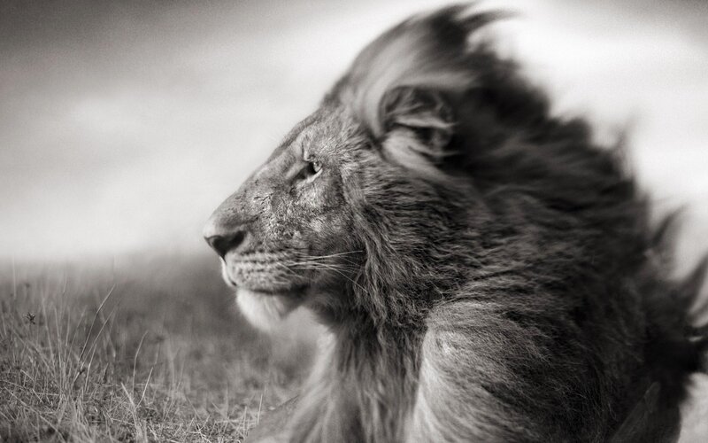 Lion in Profile — Black, Dramatic, Photograph, Grass, Sky